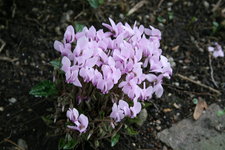 Cyclamen   0220.JPG