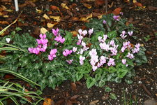 Cyclamen   0420.JPG