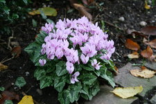 Cyclamen   0520.JPG