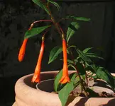 2023FuchsiPB.webp