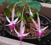 2023FuchsiFP.webp