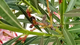 IMG_20190702_090916737.jpg IMG_20190702_090916737.jpg