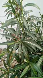 IMG_20180415_092913720.jpg IMG_20180415_092913720.jpg