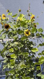 IMG_7390.jpeg