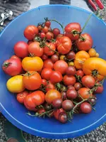 IMG_20230811_201900.webp