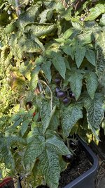 IMG_7347.jpeg