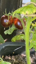 IMG_7346.jpeg
