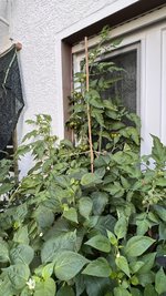 IMG_7335.jpeg