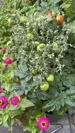 IMG_7339.webp