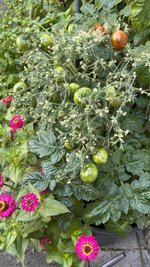 IMG_7339.jpeg