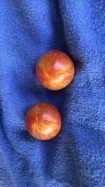 IMG_7417.jpeg