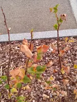 Knospen.webp