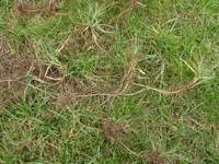 Behaarte Segge 20200429.webp