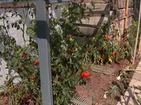 HPIM4404[1].webp