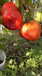 IMG_7520.jpeg