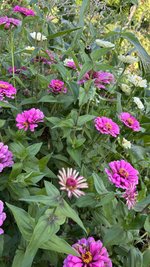 IMG_7522.jpeg