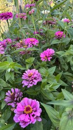 IMG_7523.jpeg