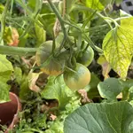 IMG_7445.jpeg