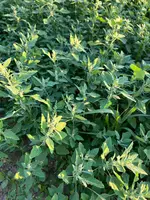 IMG_3257 - Copy.webp