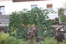 August   0123.webp