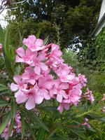 P1130874Oleander.JPG