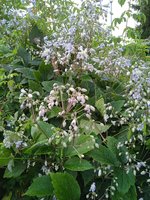 IMG_20230824_080605.jpg