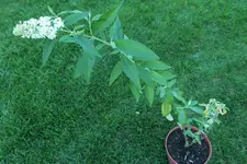Sommerflieder Sämling weiß 20230826.webp
