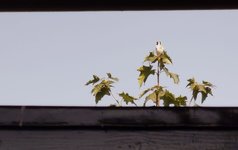 IMG_20230827_100658.jpg