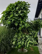Kugeltrompetenbaum 1.webp