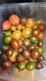 IMG_7815.jpeg