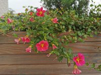 IMG_20230829_080347.jpg