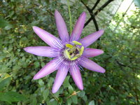 P1130981Passionsblume Stars of Clevedon.JPG