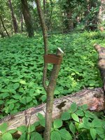 Therminale : Leittrieb neu ziehen_02.jpg