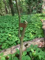 Therminale : Leittrieb neu ziehen_02.jpg