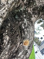 IMG_4321.jpeg