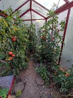 Tomaten 30.8.23.jpg