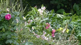 P1410434.webp