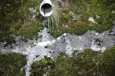 Flussuferläufer 0723.webp