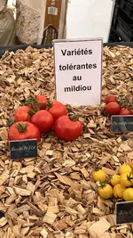 IMG_7600.jpeg