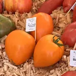 IMG_7725.jpeg