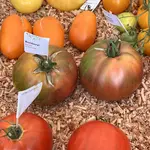 IMG_7672.jpeg