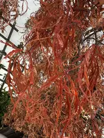 IMG_7313.jpeg