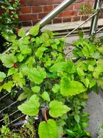 IMG_20230831_144436.jpg