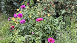 IMG_7846.jpeg