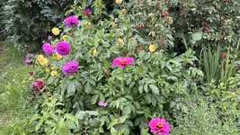 IMG_7846.jpeg