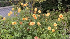 IMG_7849.jpeg