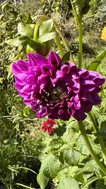 IMG_7504.jpeg