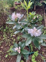 Rhodo 'Cunningham's White' 2023-08-30.jpg