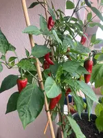 Pep.'Gorria F1'_01.webp