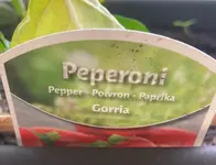 Pep.'Gorria F1'_02.webp